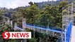 Epic Forest Skywalk offers visitors stunning views of Kuala Lumpur forest