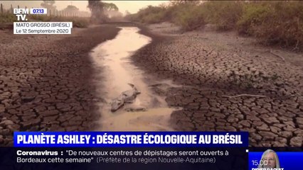 Le Pantanal brésilien victime d'un véritable désastre écologique