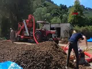 Fındık hasadı üreticinin yüzünü güldürdü