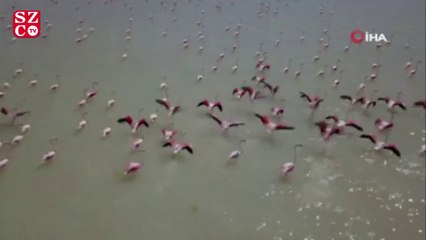 Flamingolar Arin Gölü’nü renklendiriyor