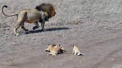 Lion dad tries to ditch his kids