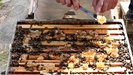 Stop Swarming Checker Board Your Bee Hives