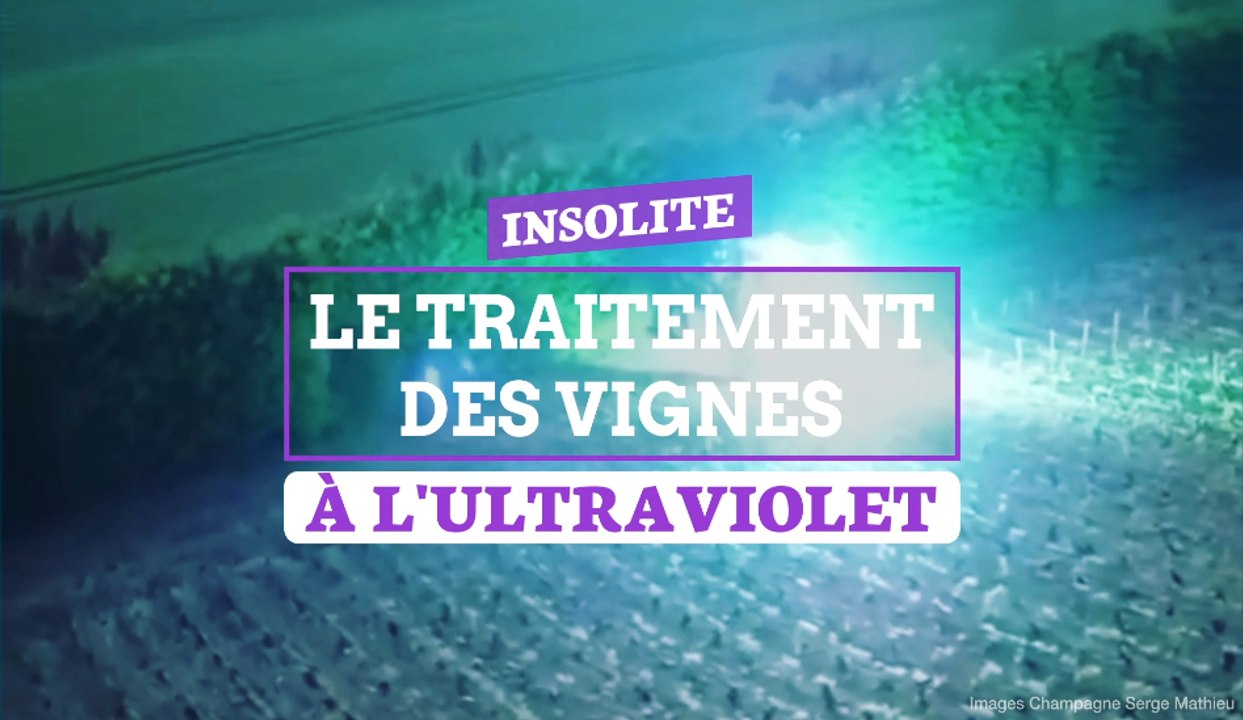 Insolite Le traitement des vignes à l'ultraviolet