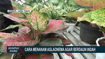 Cara Menanam Aglaonema Agar Berdaun Indah