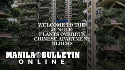 Welcome to the jungle: plants overrun Chinese apartment blocks