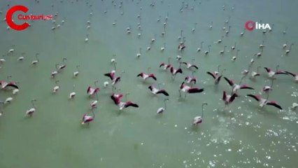 Flamingolar Arin Gölü’nü renklendiriyor