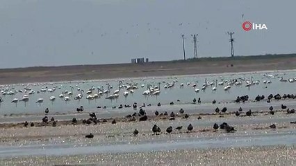 Flamingolar Bitlis'teki Arin Gölü'nü renklendirdi