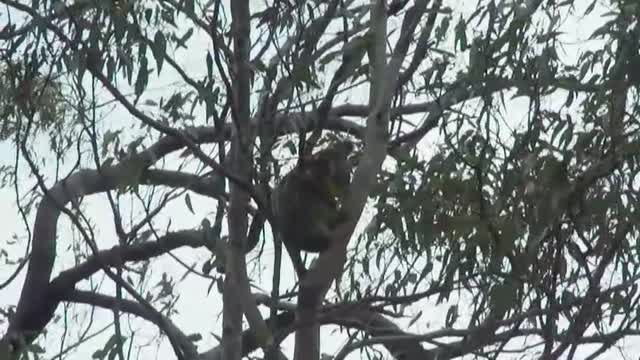 El perro salvador de los koalas