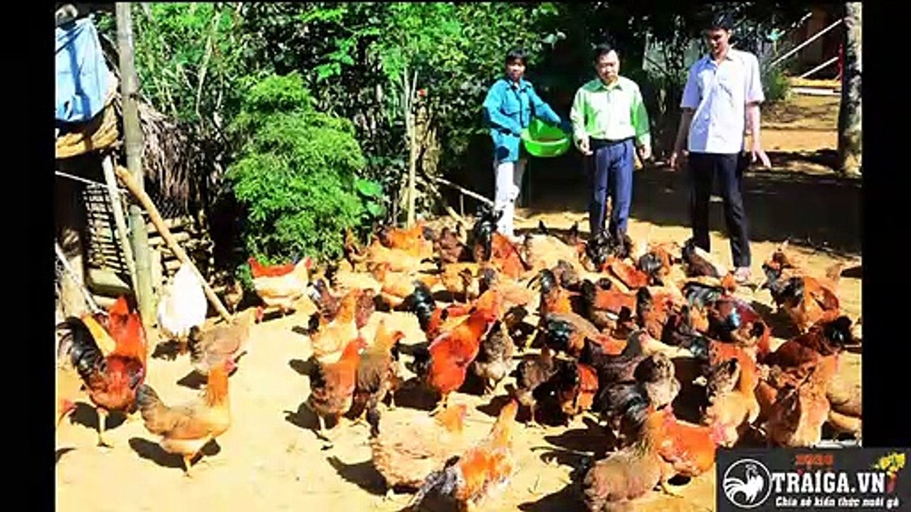 Tuyên Quang – 12 hộ dân tham gia mô hình liên kết gà thả vườn