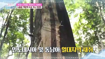 뇌졸중 예방에 도움 주는 ❛침향❜ #광고포함