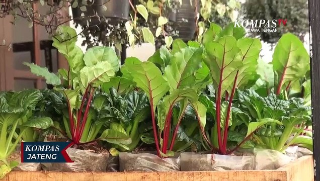 Sekolah Berkebun Gratis Untuk Warga