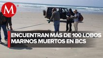 Profepa indaga muerte de 137 lobos marinos en BCS