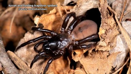 Turret Spider facts:"Fold Trapdoor Spiders"