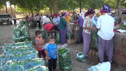 Kahramanmaraş'ta 200 bin ton salatalık üretiliyor