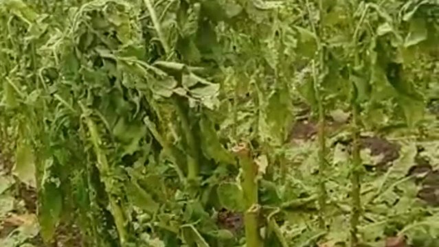 Las tormentas de granizo en el norte de Cáceres dañan la cosecha de tabaco