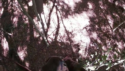 Bow Hunter Has Dangerously Close Call With Stray Bullets