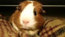 CAVIA PORCELLUS MONA 101_9476