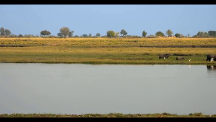 African Wildlife Buffalo | Wild Animals of Africa | Real Sounds of Africa | 4K Ultra HD