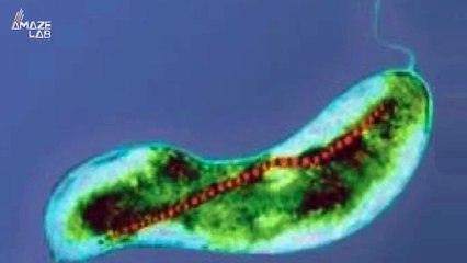 Bacteria Could be the Reason Some Animals Can Detect Magnetic Fields