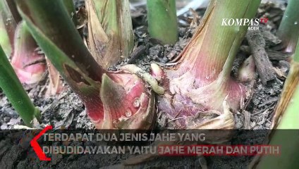 Budidaya Jahe Ditengah Pandemi Covid-19