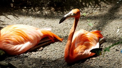 Beauty of nature and wildlife around the world | calming music for stress and sleep