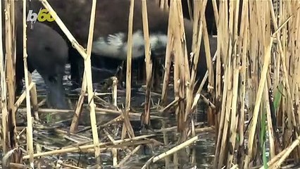 10,000 Adorable Ducks ‘Clean’ Rice Fields in Thailand