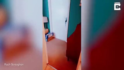 Curious cat blocks owner from getting into the kitchen