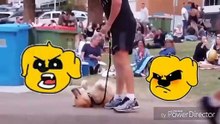 PERRITO FINGE ESTAR MUERTO PARA NO DEJAR EL PARQUE!
