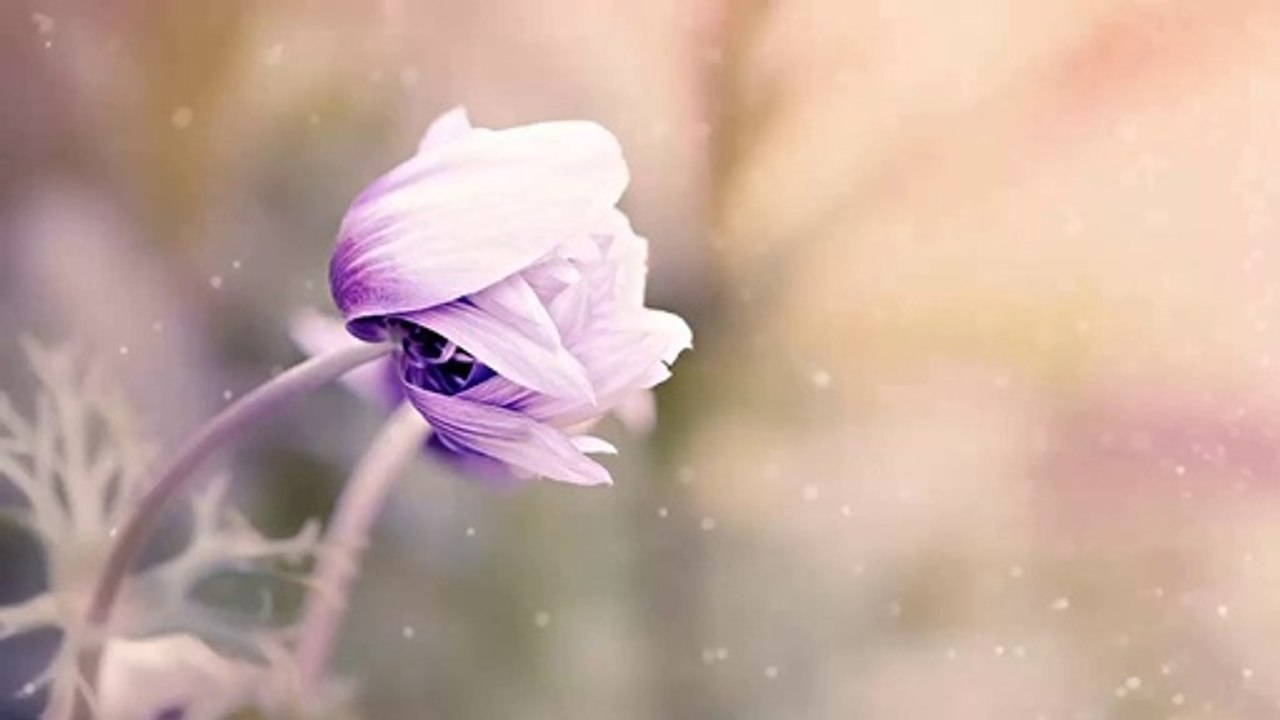 FLOWERS and butterflies