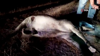 İşkence edilerek öldürülen eşeğin sahibi konuştu