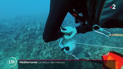 Méditerranée : le retour des mérous grâce aux réserves naturelles