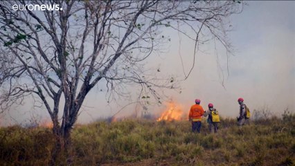 Brésil : des feux de forêts, encore et toujours