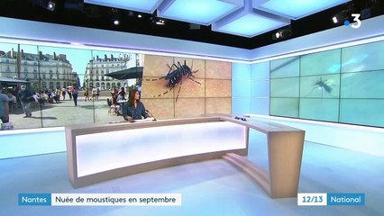 Moustiques : pourquoi sont-ils de retour ?