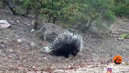 Leopard Takes ,On And, Fights, Porcupine