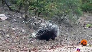 Leopard Takes ,On And, Fights, Porcupine