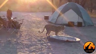 Leopard Visiting, The Campsite ,- Latest Sightings