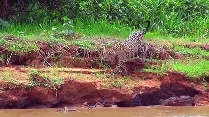 Leopard vs Crocodile ,Amazing Leopard ,Catching A Crocodile ,Skills under the ,Swamp What, will happen