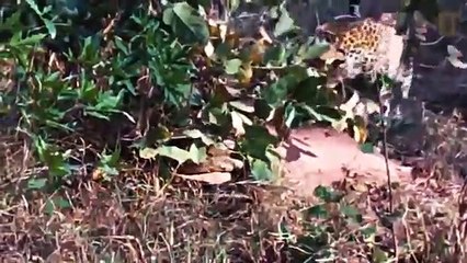 Leopard vs Giant, Anaconda Snake Real Fight,   The Reptiles of the Desert ,  Videos of Snake, Cobra
