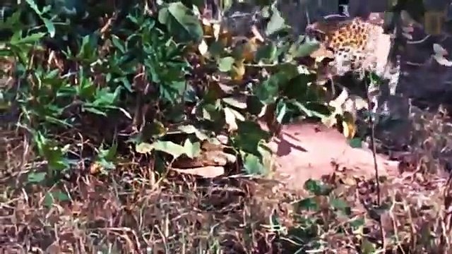 Leopard vs Giant, Anaconda Snake, Real Fight , The Reptiles of the Desert ,Videos of Snake Cobra