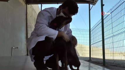 Yaralı rolü yapan oyuncuya şefkat gösteren köpeği belediye sahiplendi
