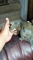 Sleepy Squirrel Dozes Off in Owner's Hand