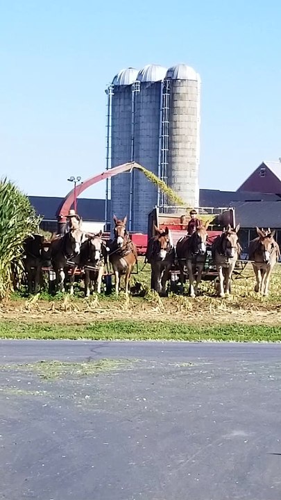 Corn Harvest Coordination