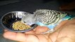 Baby budgies eating seeds first time