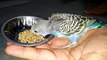 Baby budgies eating seeds first time