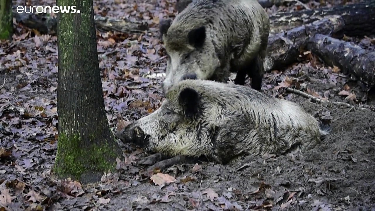Afrikanische Schweinepest: Weitere Fälle in Brandenburg bestätigt