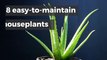 8 Easy-To-Maintain Houseplants