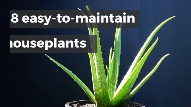8 Easy-To-Maintain Houseplants