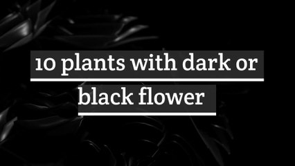 10 Plants with dark or black flower