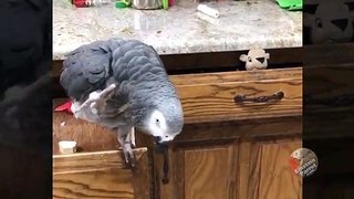 Parrot evicts squirrel from kitchen drawer