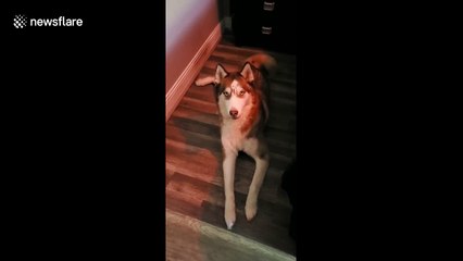 Houston husky seems to be very clearly saying 'I love you' to amazed owner